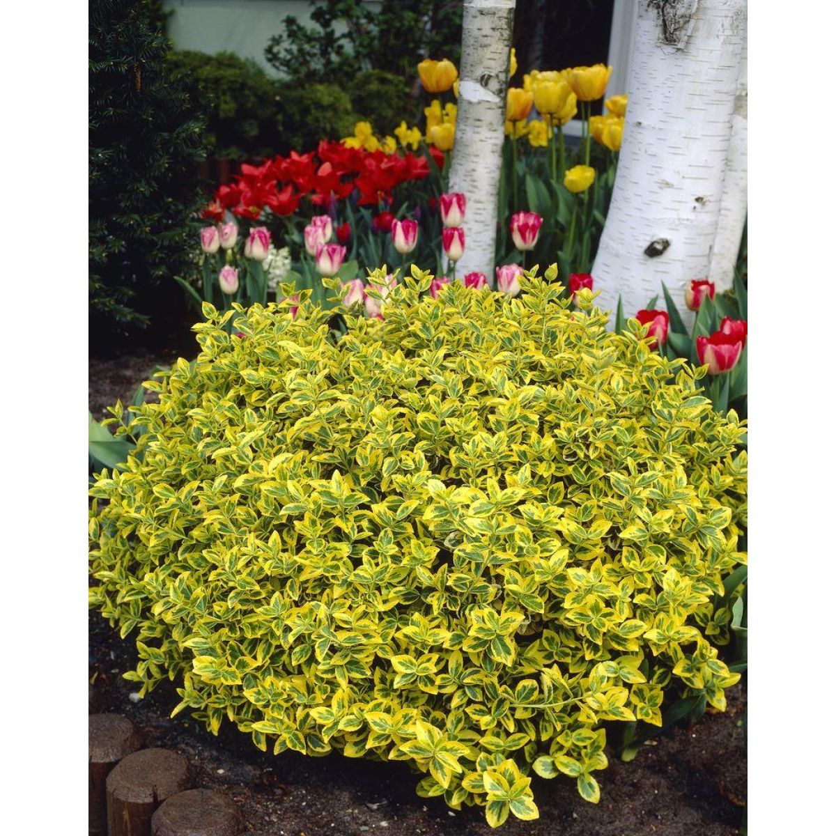 SUNRISE WINTERCREEPER EUONYMUS 2gal