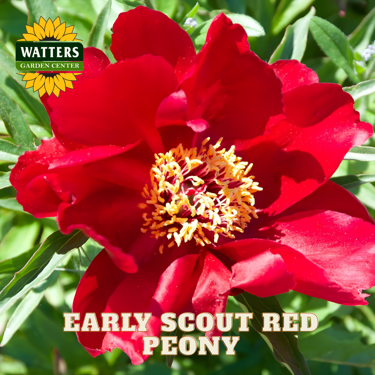 Red peony flower with green leaves and Watters Garden Center logo.