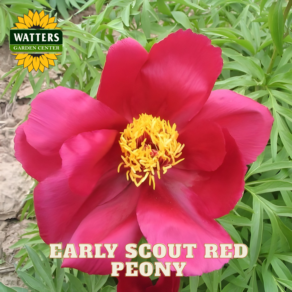 Red peony flower with yellow center on green foliage, Watters Garden Center logo visible