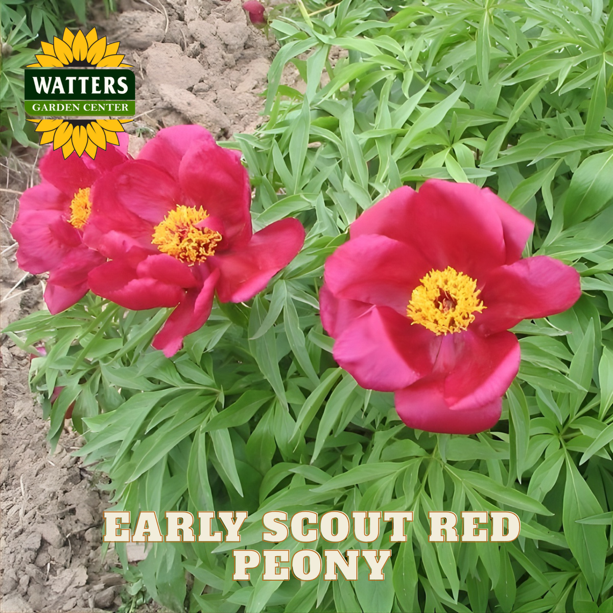 Two pink peony flowers with green leaves and Watters Garden Center logo.