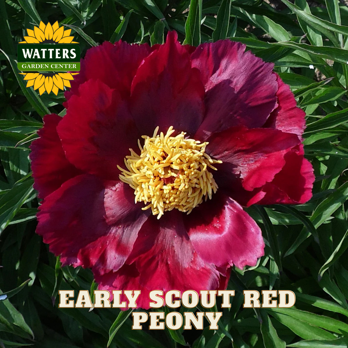 Red peony flower with yellow center on green leaves, Watters Garden Center logo visible