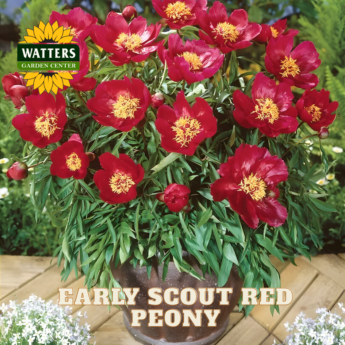 Potted red peony plant with yellow centers on a wooden surface, branded with Watters Garden Center.