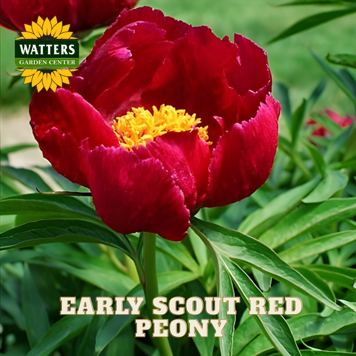 Red peony flower with yellow center on green leaves, Watters Garden Center logo visible