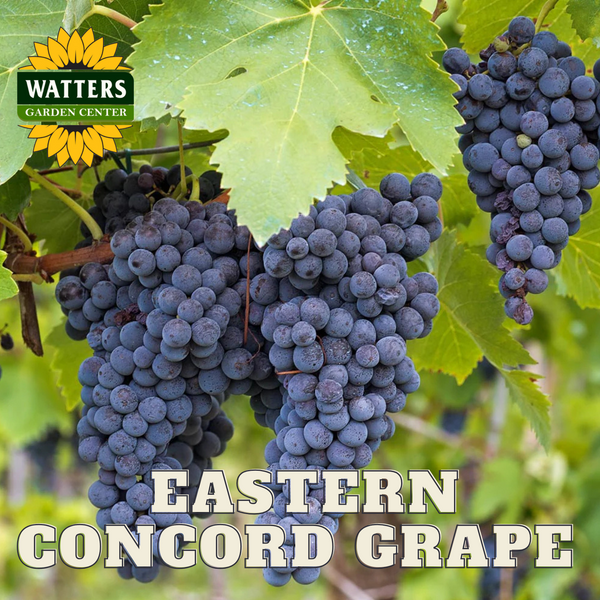 EASTERN CONCORD GRAPE 1gal – Watters Garden Center