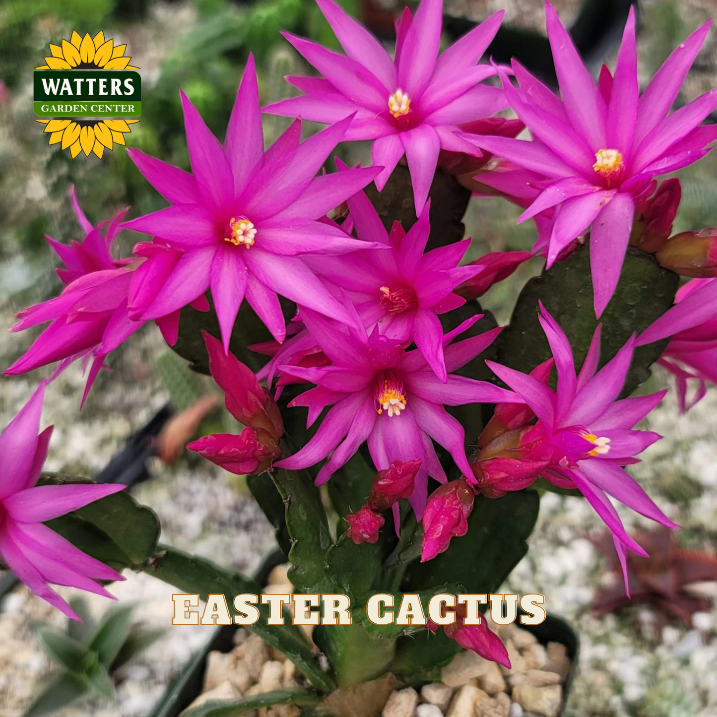 A potted Easter cactus with bright pink flowers blooming from green stem segments, shown in a garden-style setting with pebbles and a Watters Garden Centers logo in the corner.
