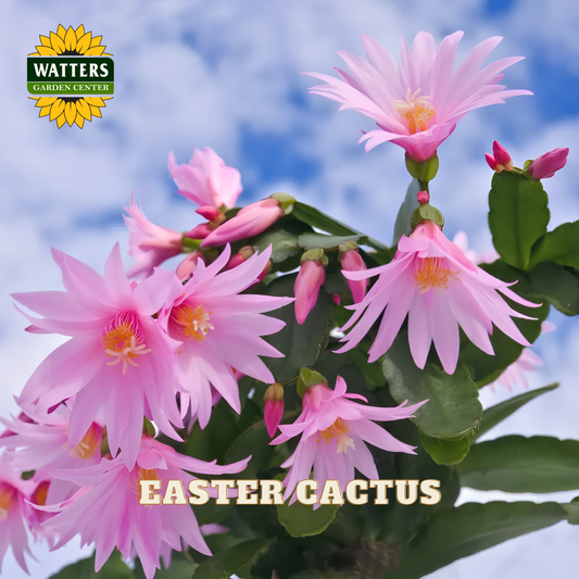 Pink Easter Cactus flowers blooming on a green cactus against a blue sky background, with the Watters Garden Center logo in the top left and 'EASTER CACTUS' text at the bottom.