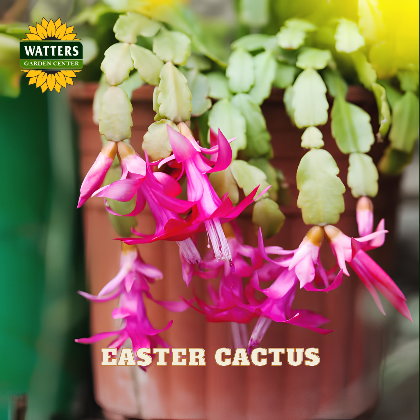 Easter Cactus plant with bright pink flowers blooming from green segmented stems, potted in a brown pot. The Watters Garden Center logo is visible in the top left, and 'EASTER CACTUS' text appears at the bottom.