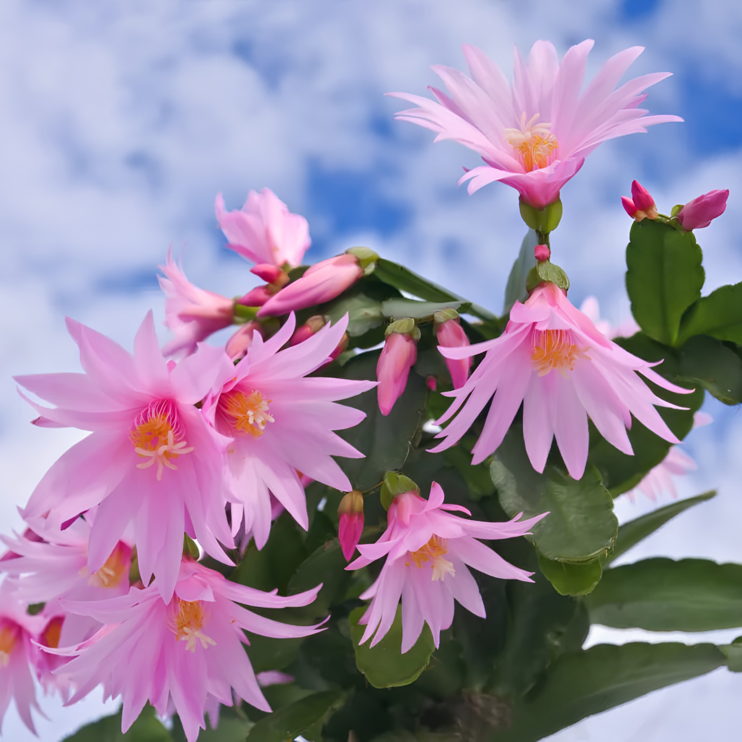 Pink Christmas cactus flowers blooming against a blue sky with white clouds.