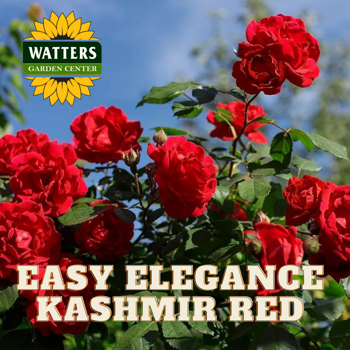 EASY ELEGANCE KASHMIR DARK RED ROSE 2gal