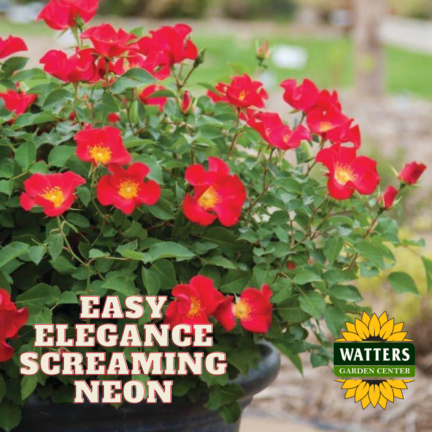 EASY ELEGANCE SCREAMING NEON ROSE 2gal
