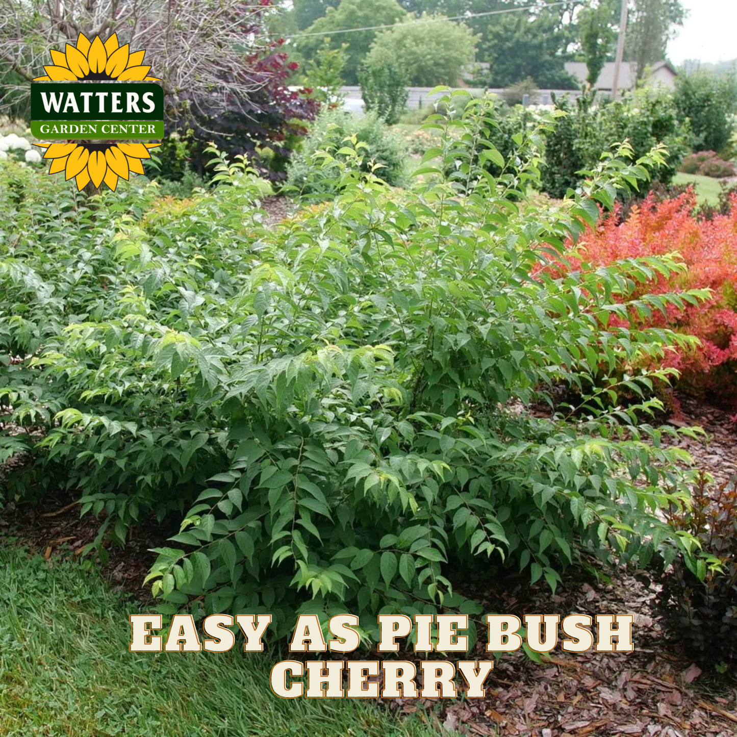 Green bush labeled 'Easy as Pie Bush Cherry' with Watters Garden Center logo.