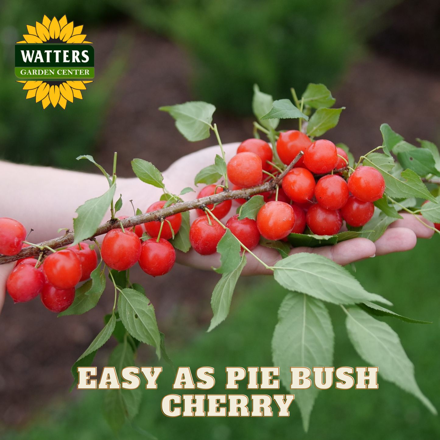 Hand holding a branch of red bush cherry with Watters Garden Center branding.