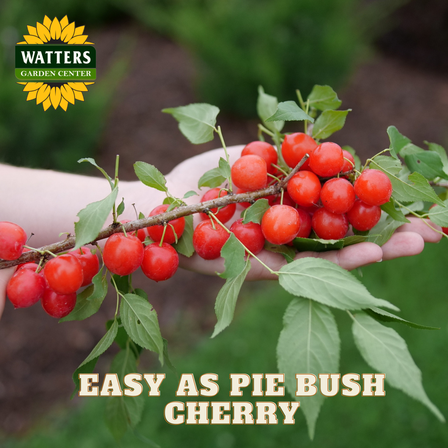 Hand holding a branch of red bush cherry with Watters Garden Center branding.