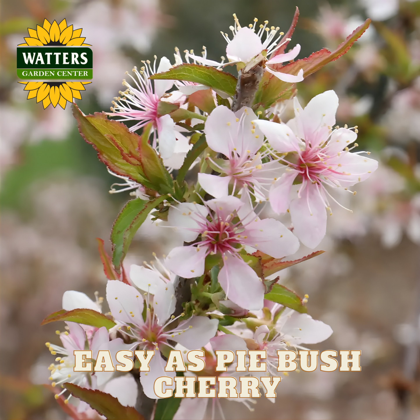 Flowering bush cherry with Watters Garden Center branding