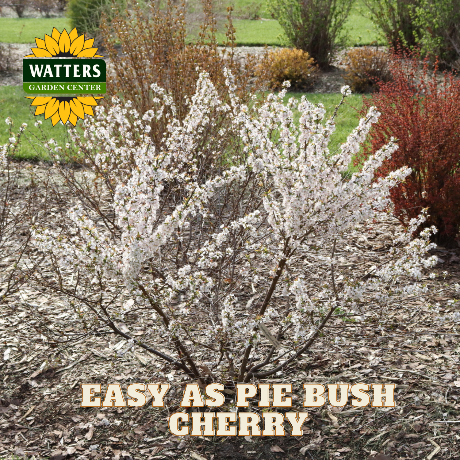 Flowering bush with 'Watters Garden Center' logo and text 'Easy as Pie Bush Cherry'.
