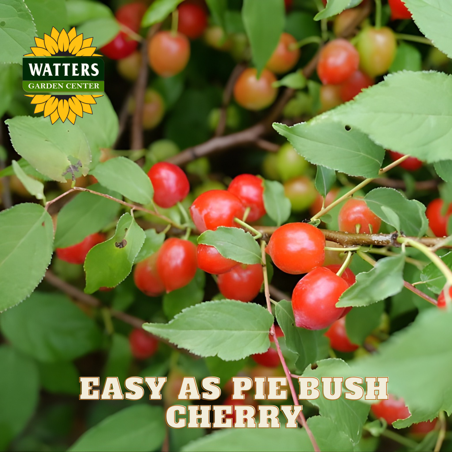 Bush cherry with red fruits and green leaves, Watters Garden Center logo visible