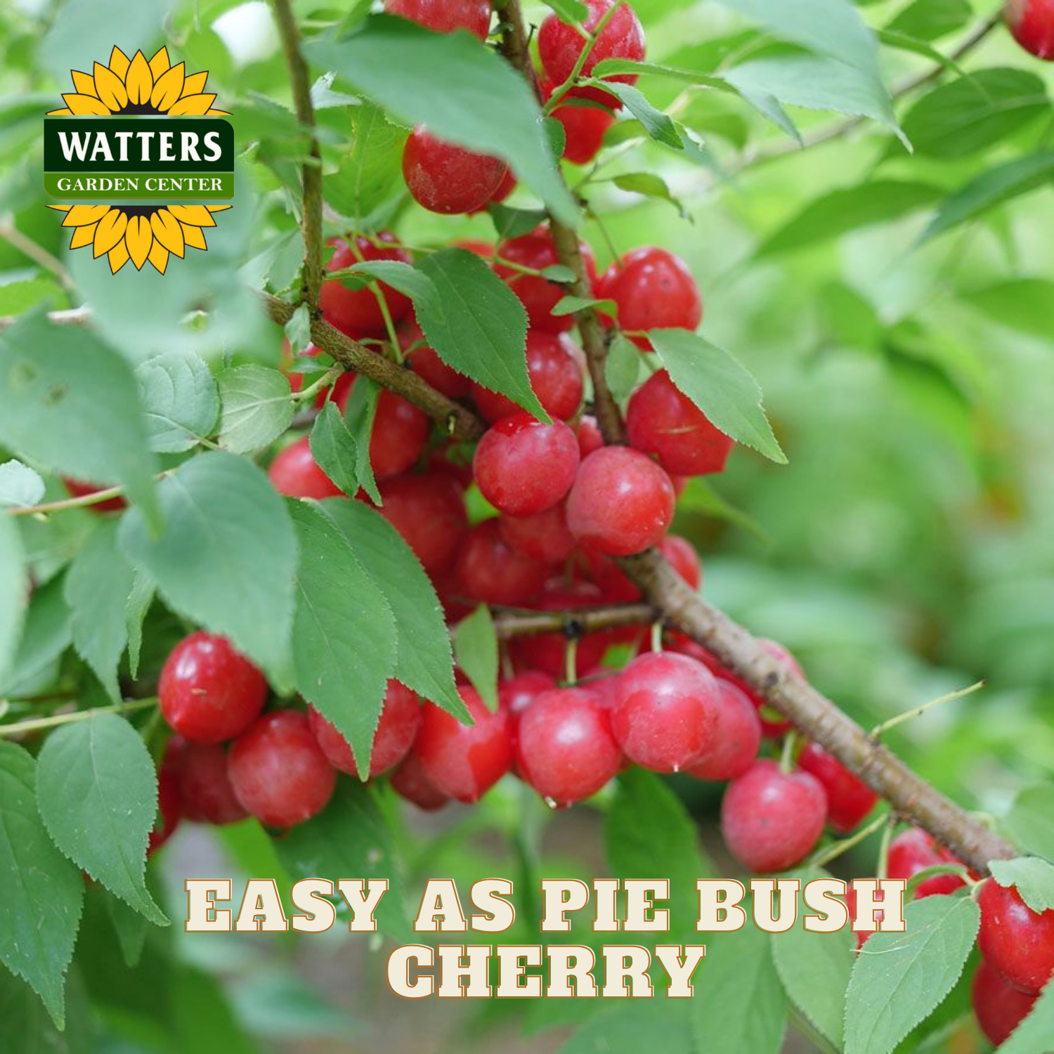 Bunch of red bush cherries on a branch with Watters Garden Center logo.