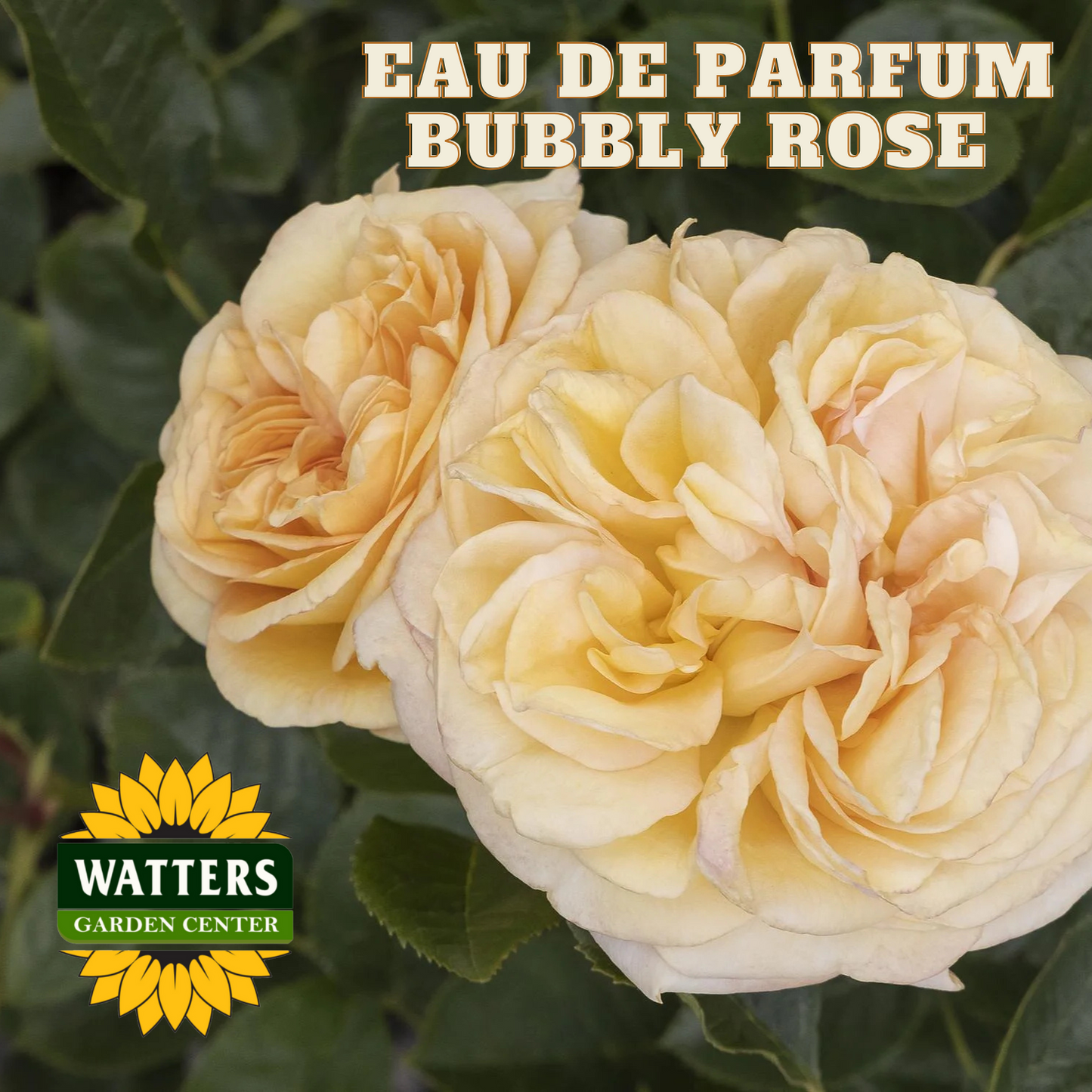 EAU DE PARFUM BUBBLY ROSE 2gal