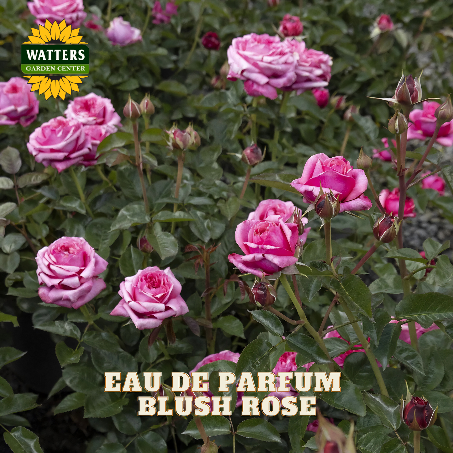 Pink and white blush roses blooming in a garden-style setting with green foliage, featuring a Watters Garden Centers logo in the top left and the text 'EAU DE PARFUM BLUSH ROSE' at the bottom.
