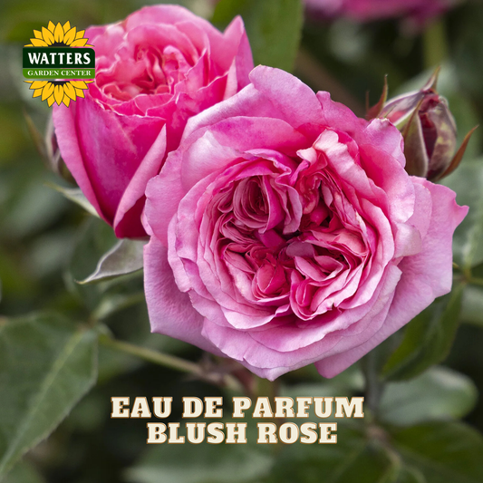 Two blooming pink blush roses with green leaves, featuring a Watters Garden Centers logo in the top-left corner and the text 'EAU DE PARFUM BLUSH ROSE' at the bottom.