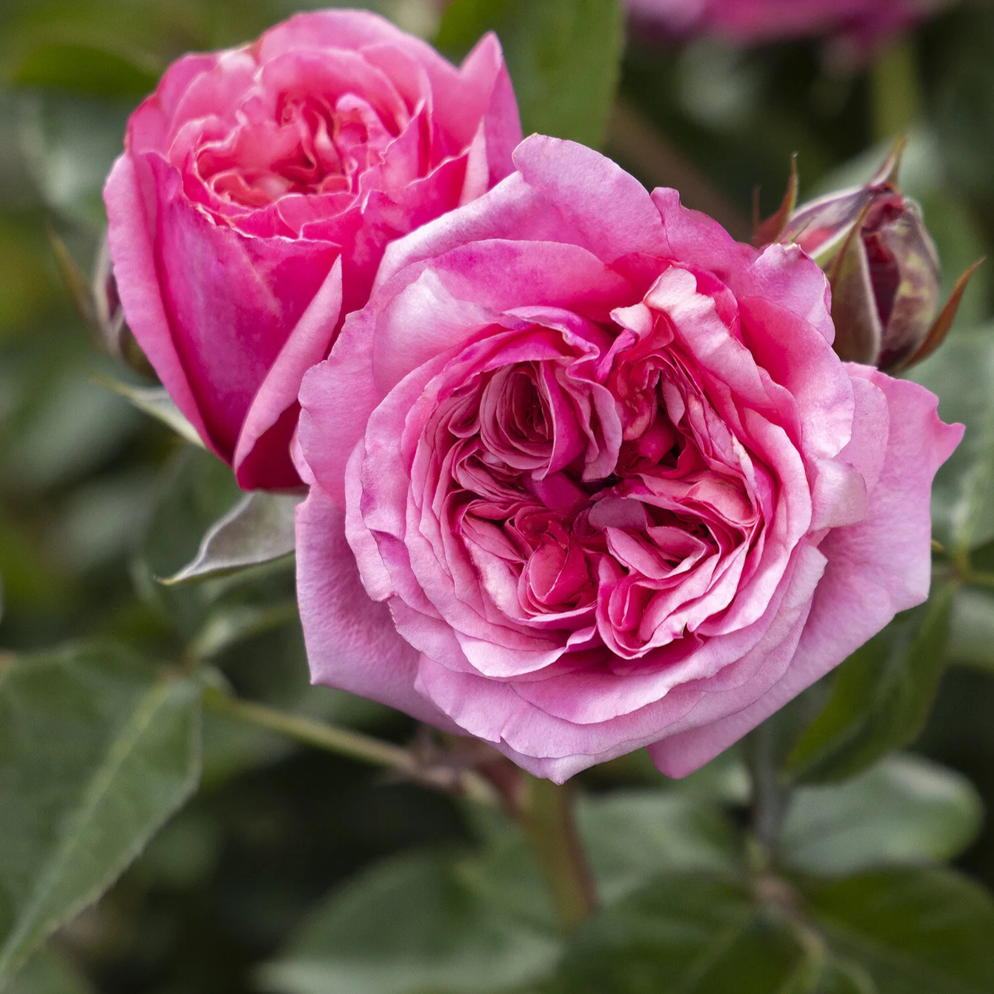 Close-up of two blooming pink roses with layered petals and green leaves in a natural garden setting.