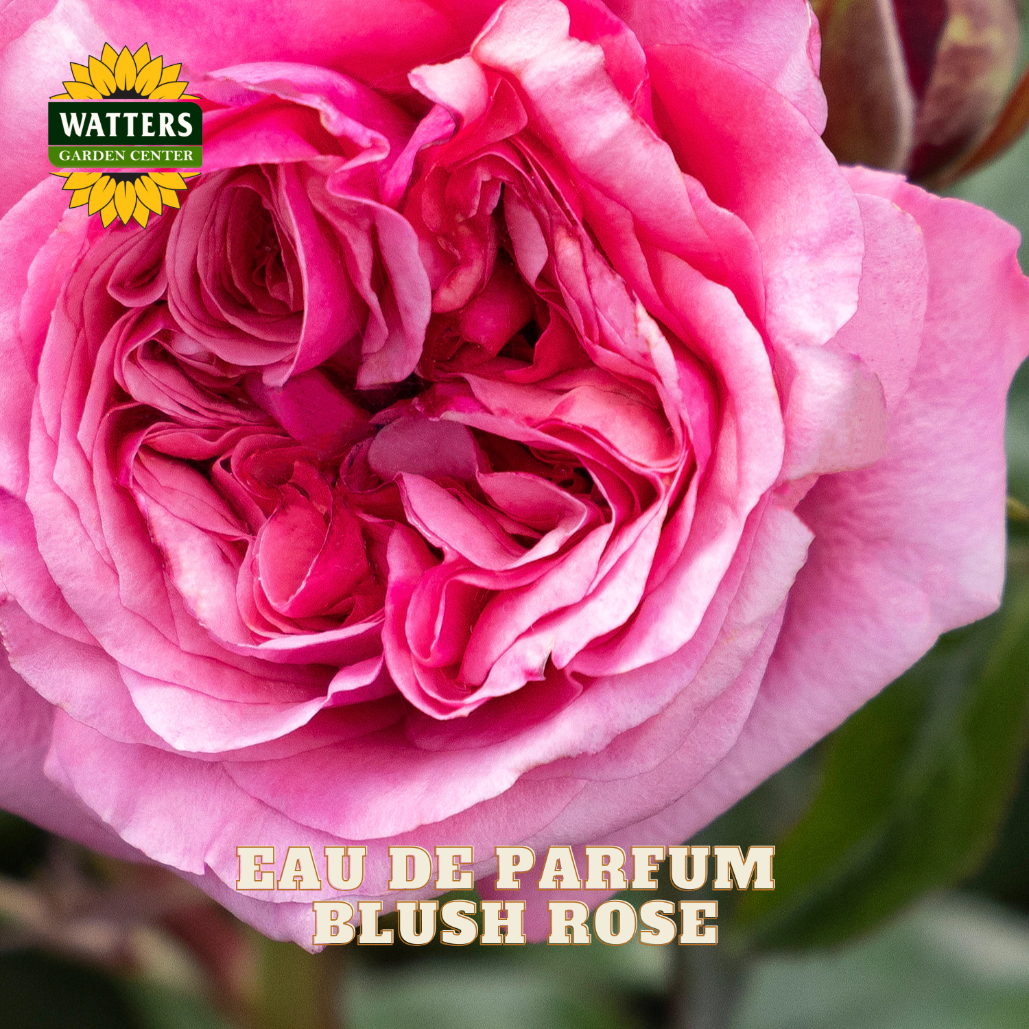 A close-up photograph of a blooming pink rose with layered petals, green leaves in the background, and a Watters Garden Center logo with the text 'EAU DE PARFUM BLUSH ROSE' at the bottom.
