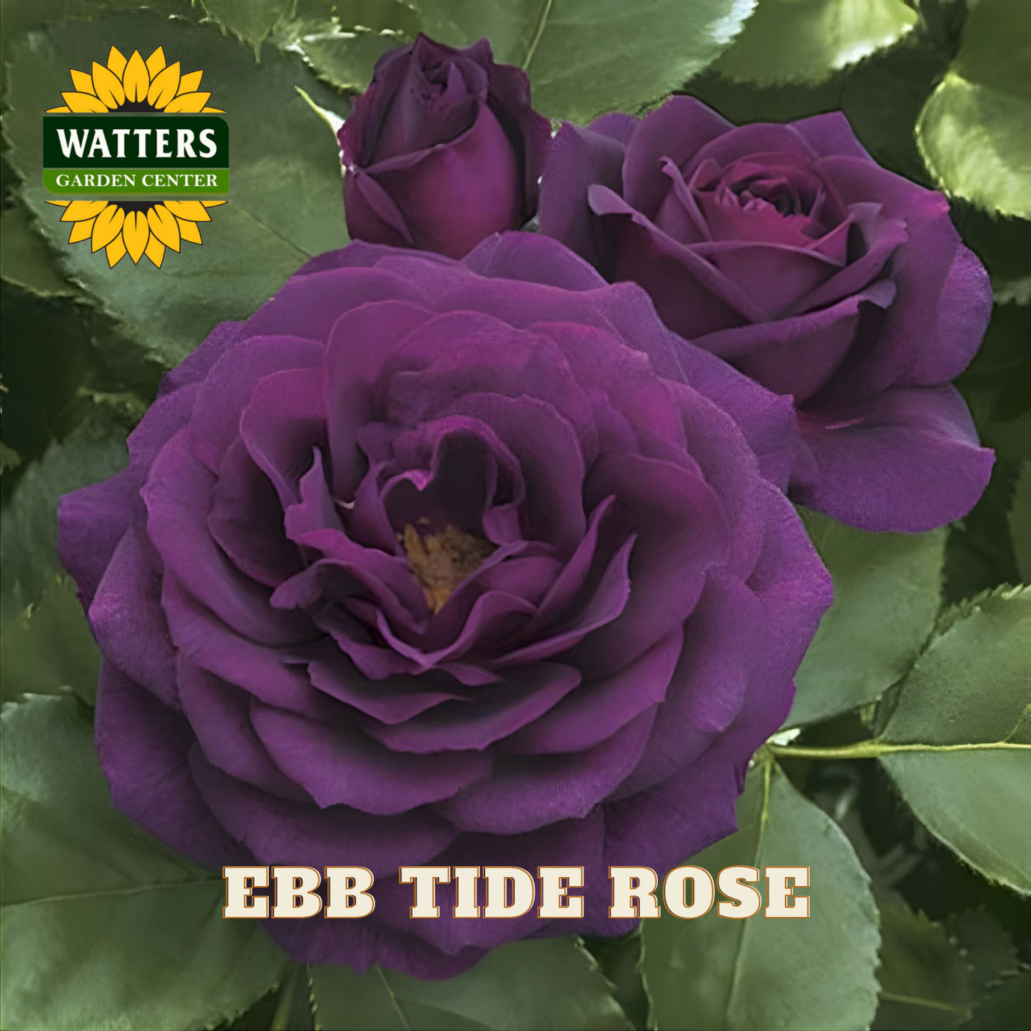 Purple roses with Watters Garden Center logo and 'Ebb Tide Rose' text.