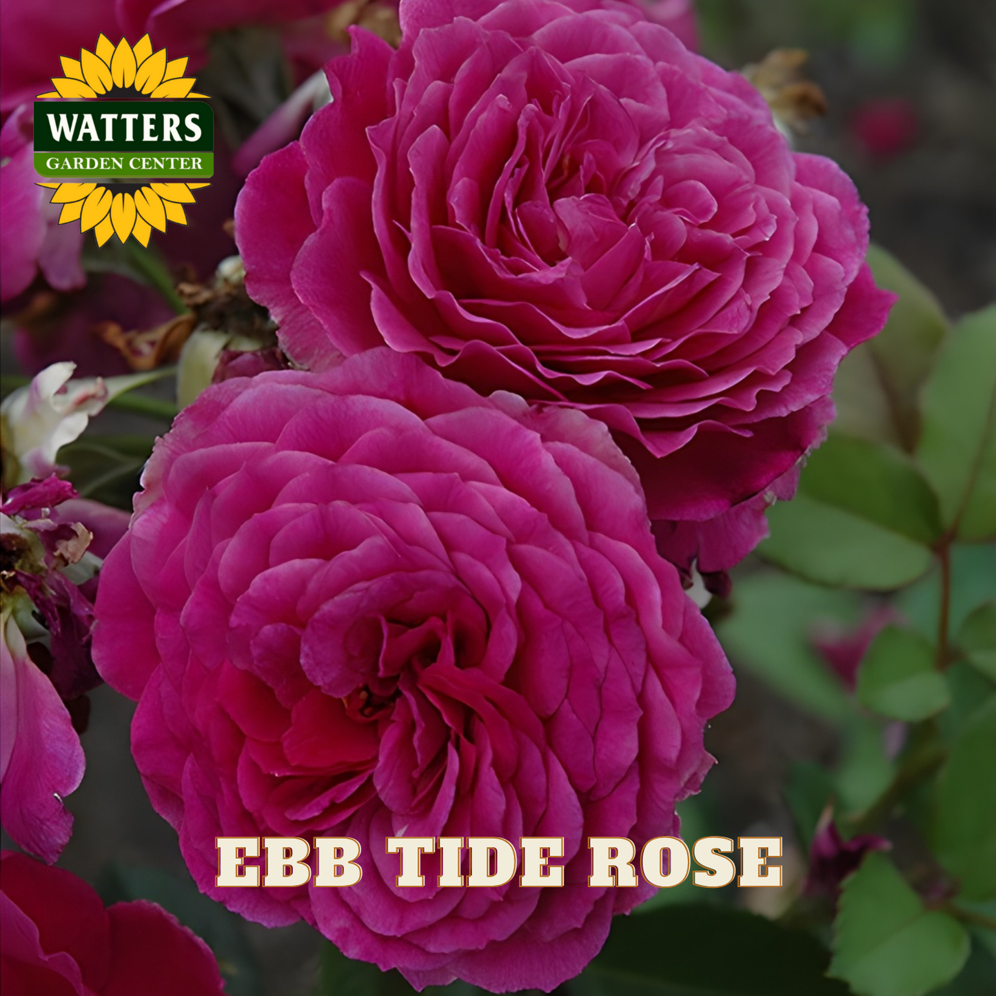 Two pink roses with 'Watters Garden Center' logo and 'Ebb Tide Rose' text.