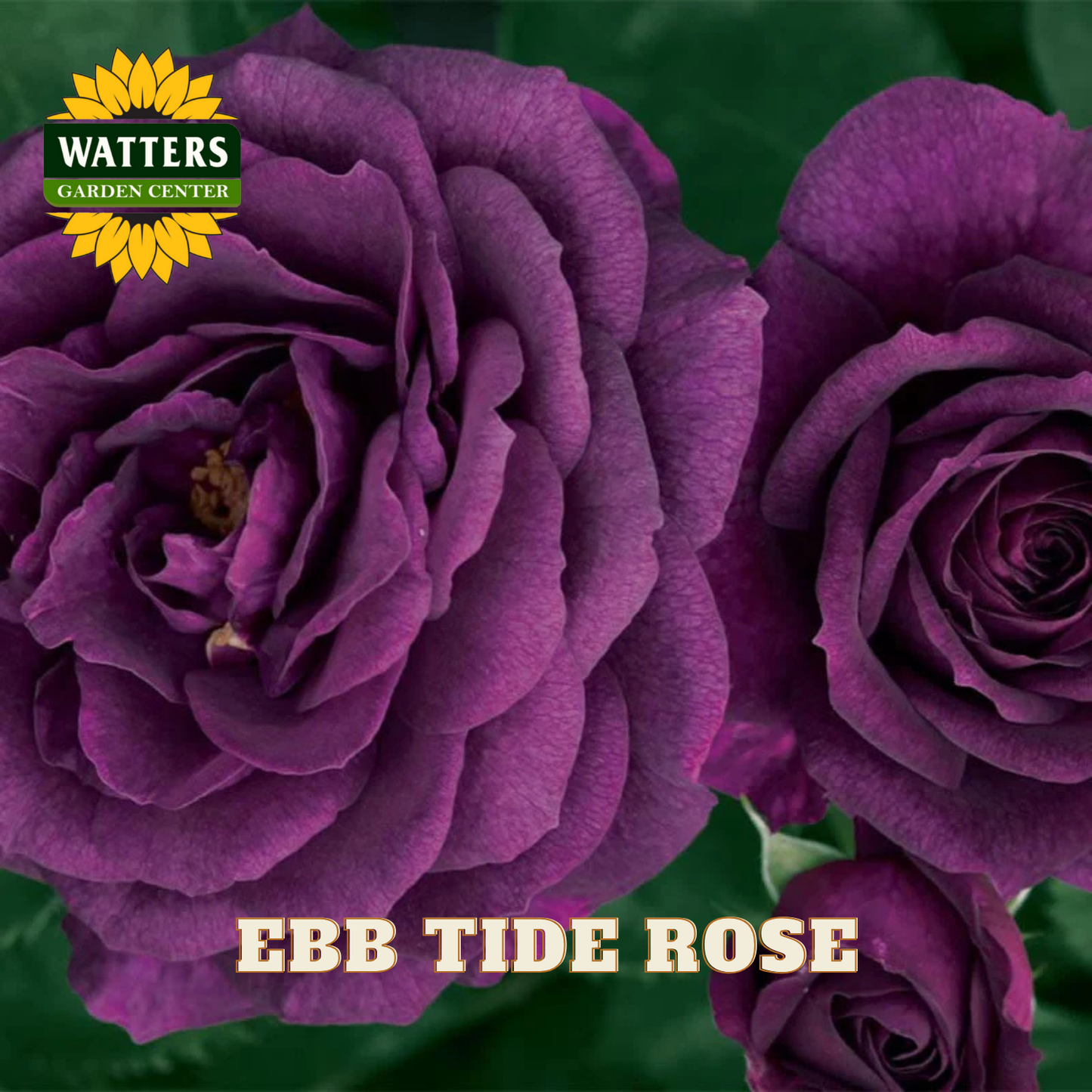 Close-up of purple roses with 'Watters Garden Center' logo and 'Ebb Tide Rose' text.