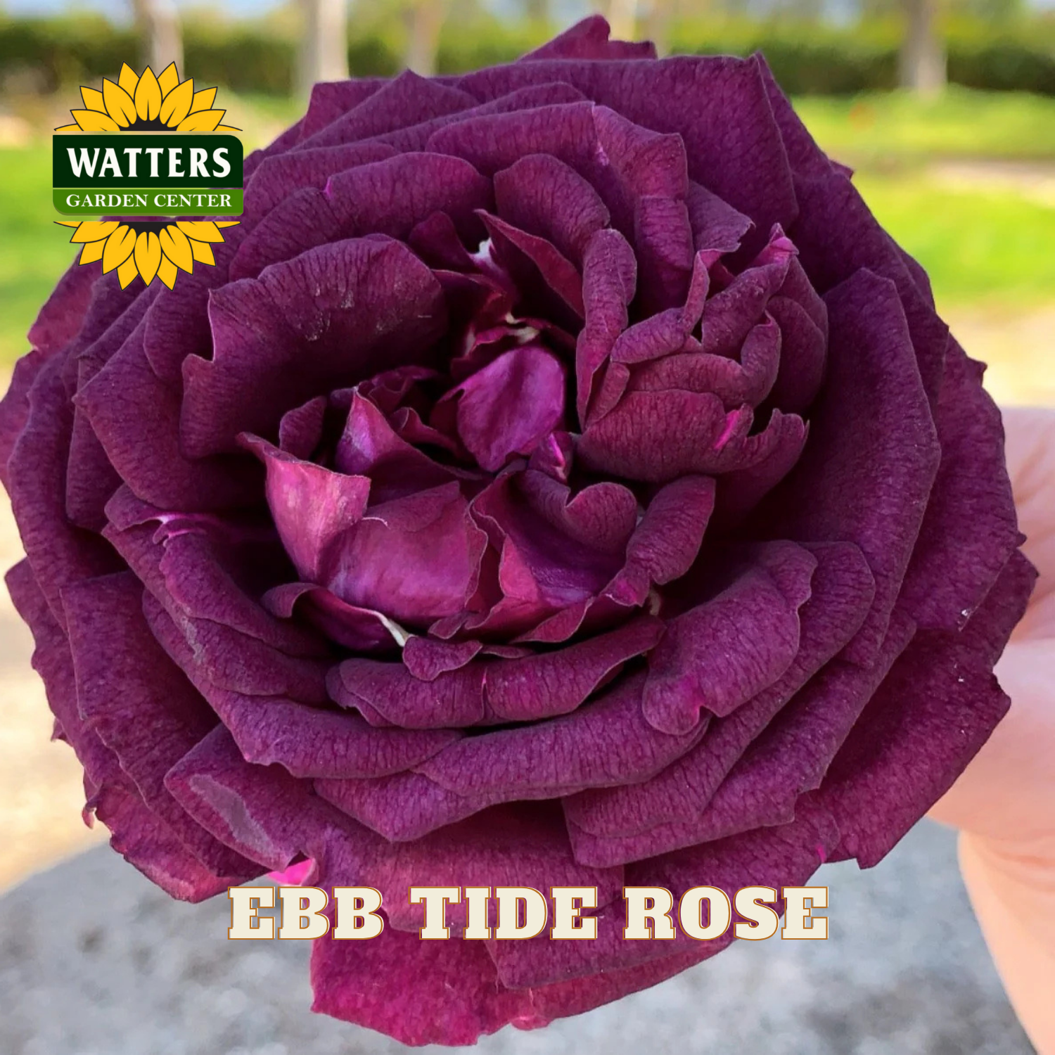 Purple rose with 'Watters Garden Center' logo and 'Ebb Tide Rose' text.