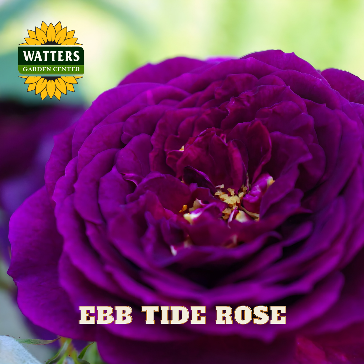 Close-up of a purple rose with 'Watters Garden Center' logo and 'Ebb Tide Rose' text.