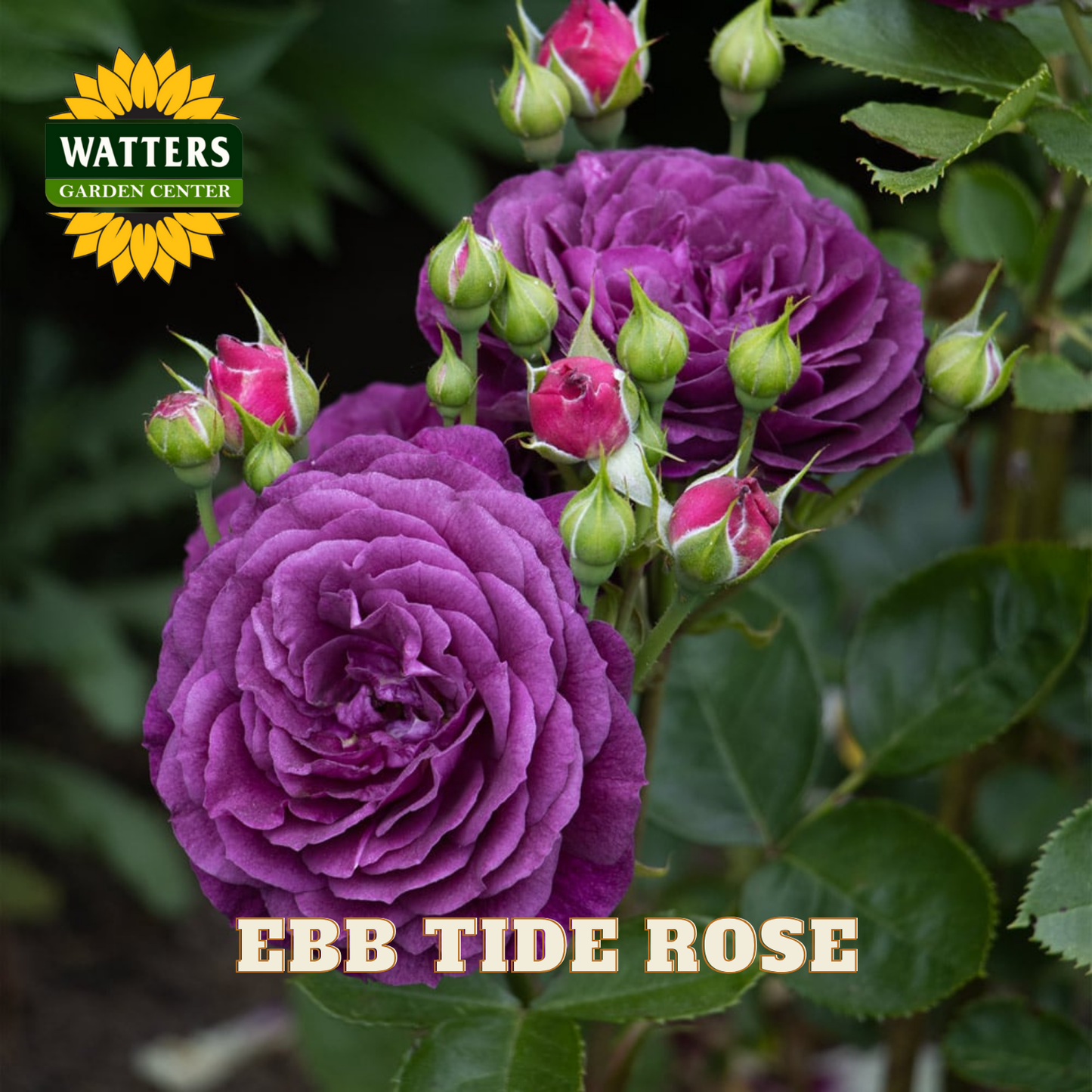 Purple roses with green buds and leaves, branded with Watters Garden Center.