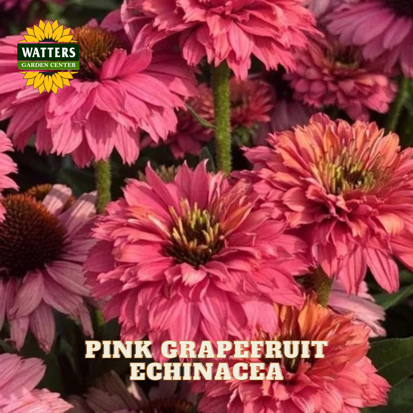 Pink grapefruit echinacea flowers in full bloom, with a Watters Gardens Center logo in the top-left corner and the text 'PINK GRAPEFRUIT ECHINACEA' at the bottom.