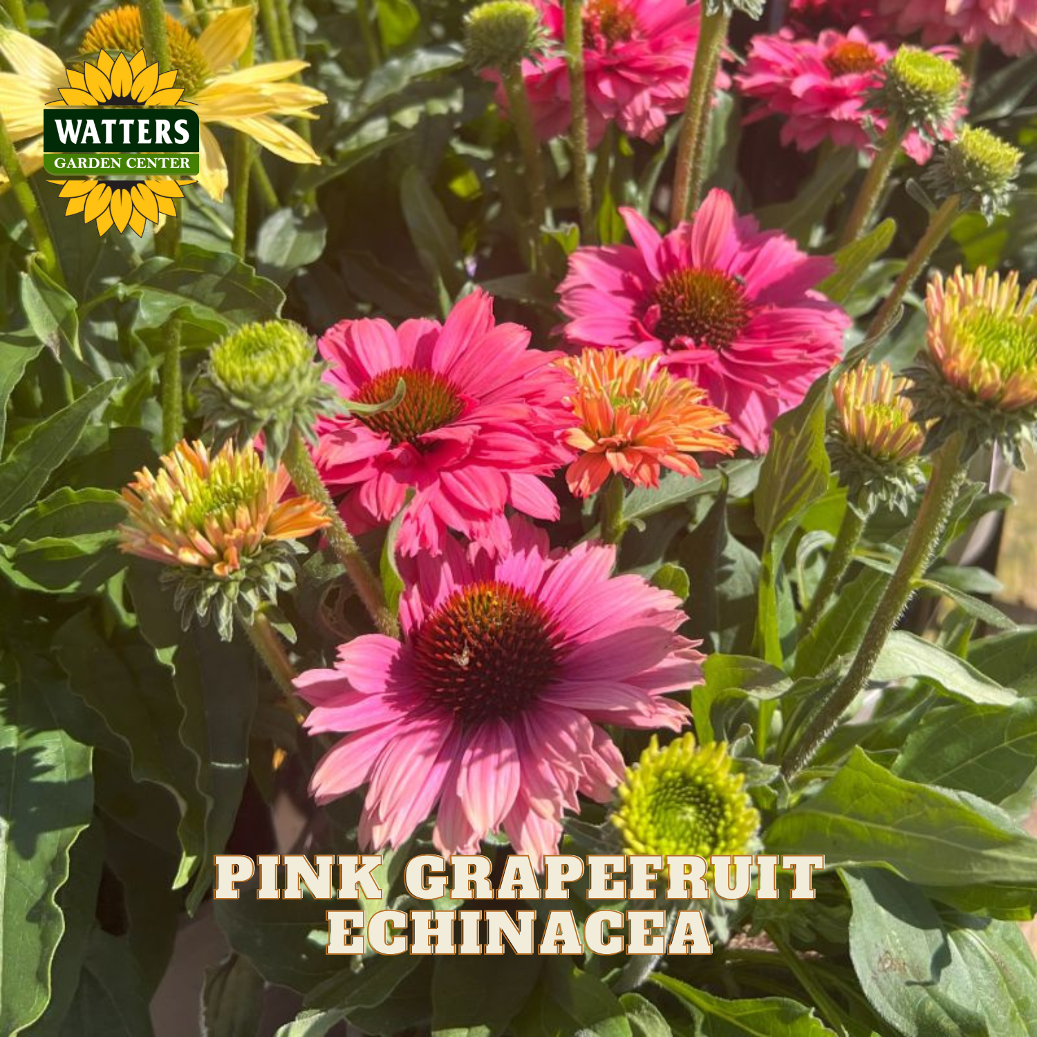 Pink grapefruit echinacea flowers blooming in a garden mix, with green foliage and a Watters Garden Center logo in the top left corner.