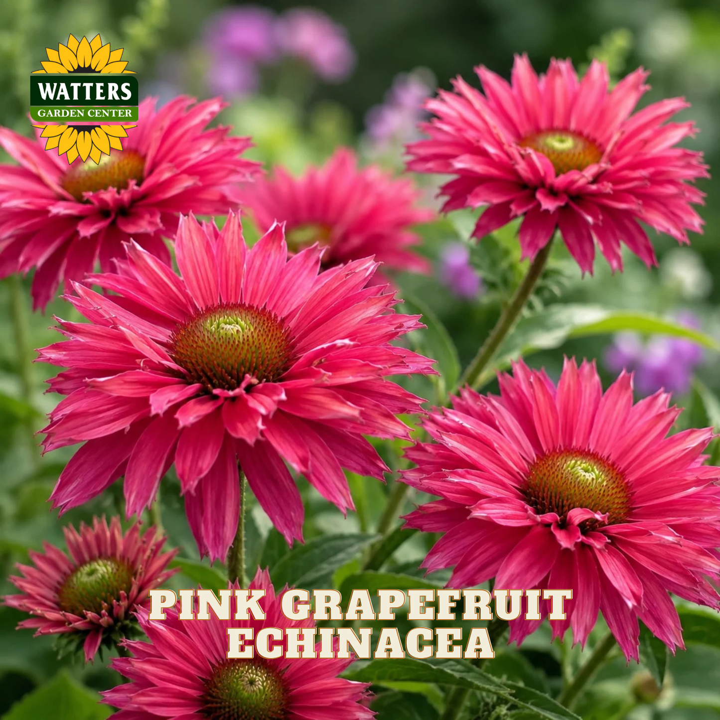 Pink grapefruit echinacea flowers blooming in a garden setting, with green foliage and a Watters Gardens Center logo in the top left corner. Text overlay reads 'PINK GRAPEFRUIT ECHINACEA'.