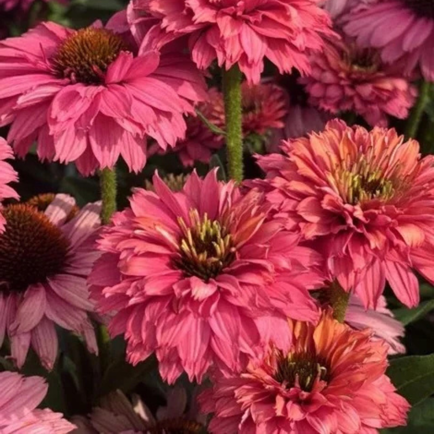 SUNSEEKERS PINK GRAPEFRUIT ECHINACEA 1gal