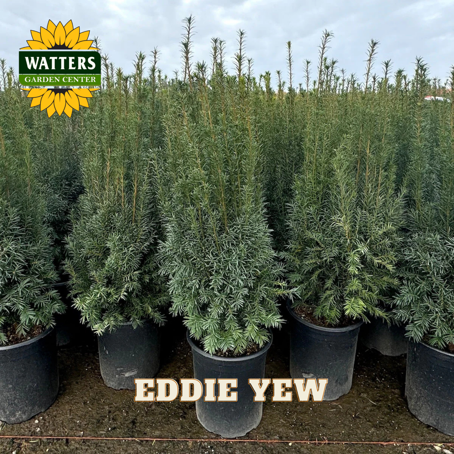 Row of potted Eddie Yew trees with Watters Garden Center logo.