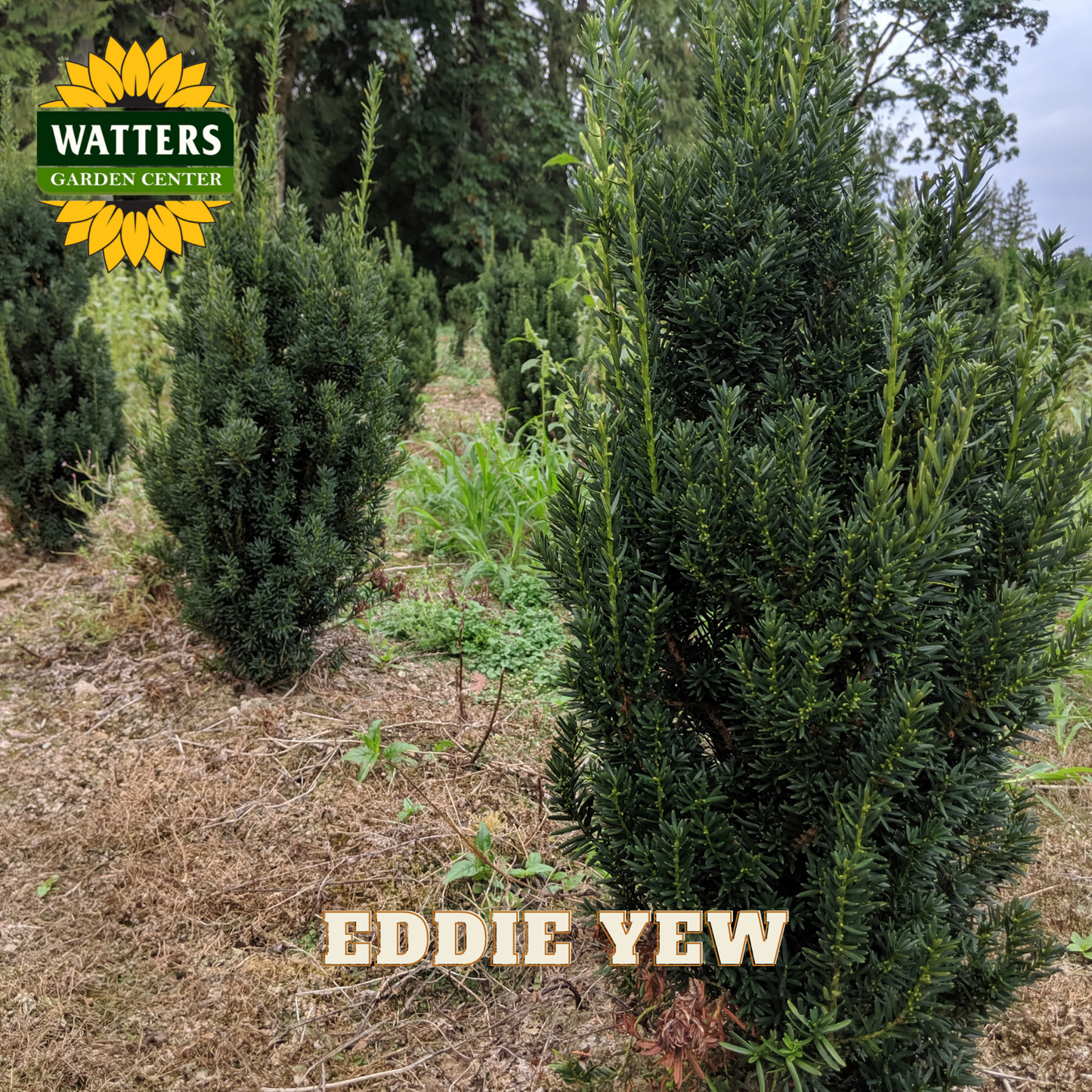 Eddie Yew trees in a garden center with Watters Garden Center branding.