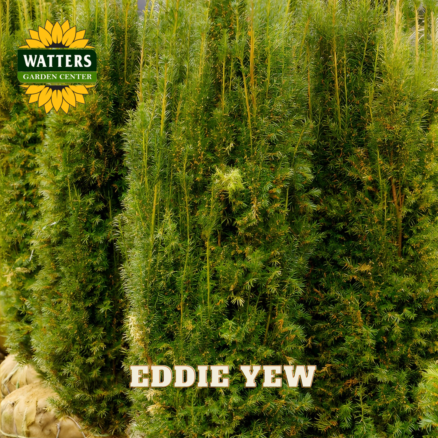 Row of Eddie Yew trees with Watters Garden Center logo.