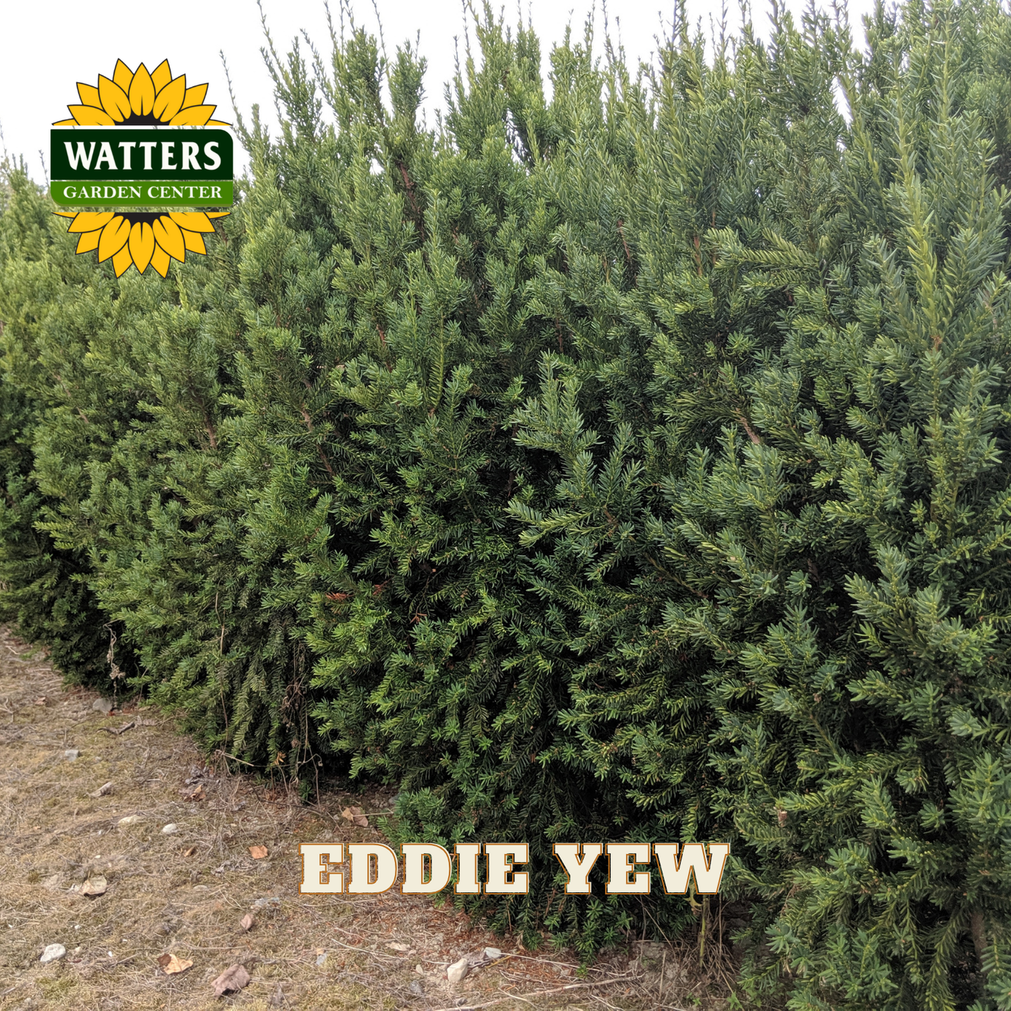 Row of Eddie Yew trees with Watters Garden Center logo at the top.