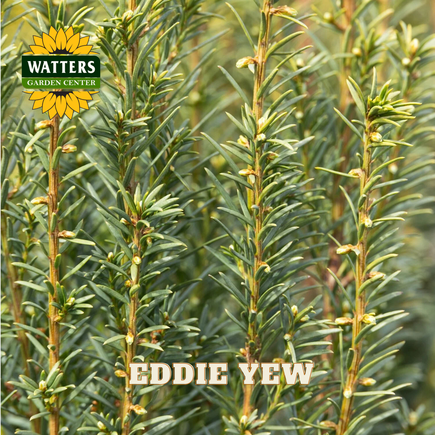 Eddie Yew plants with Watters Garden Center logo in the corner