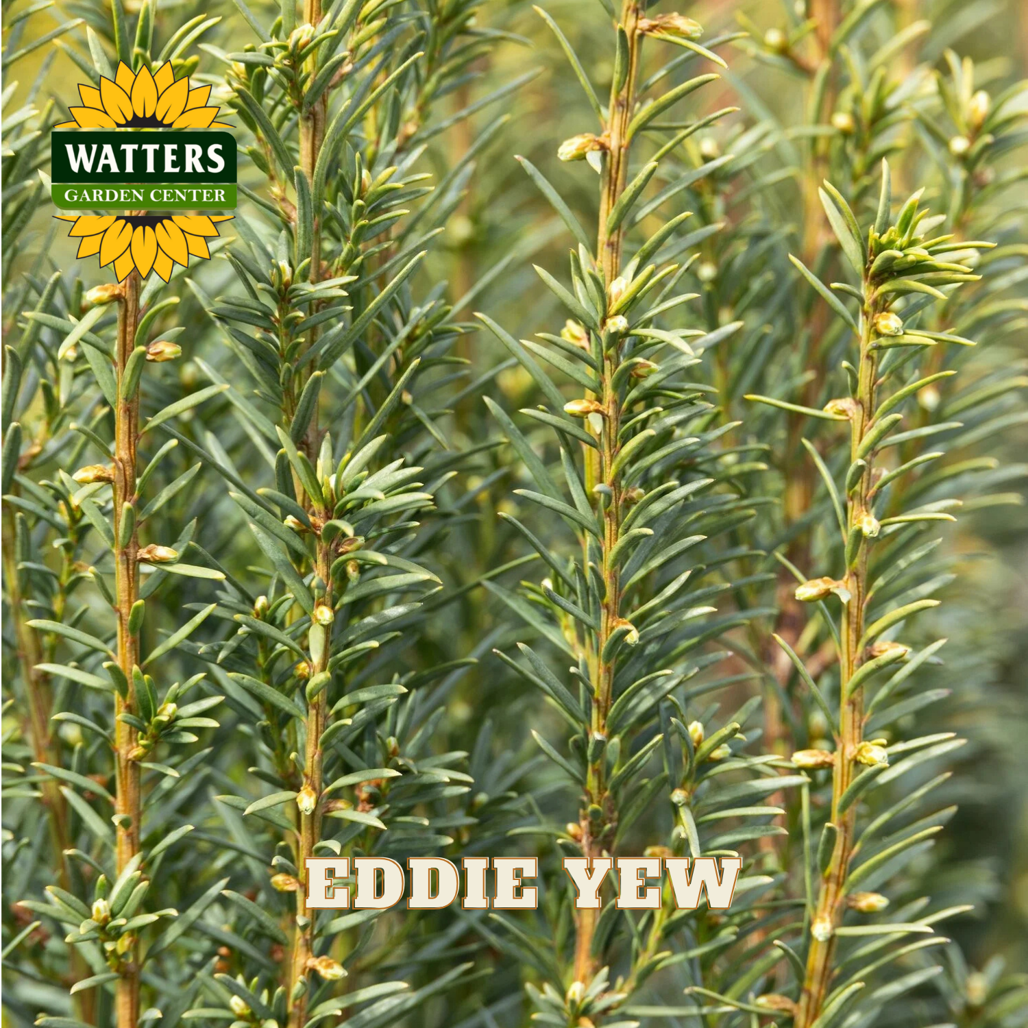 Eddie Yew plants with Watters Garden Center logo in the corner