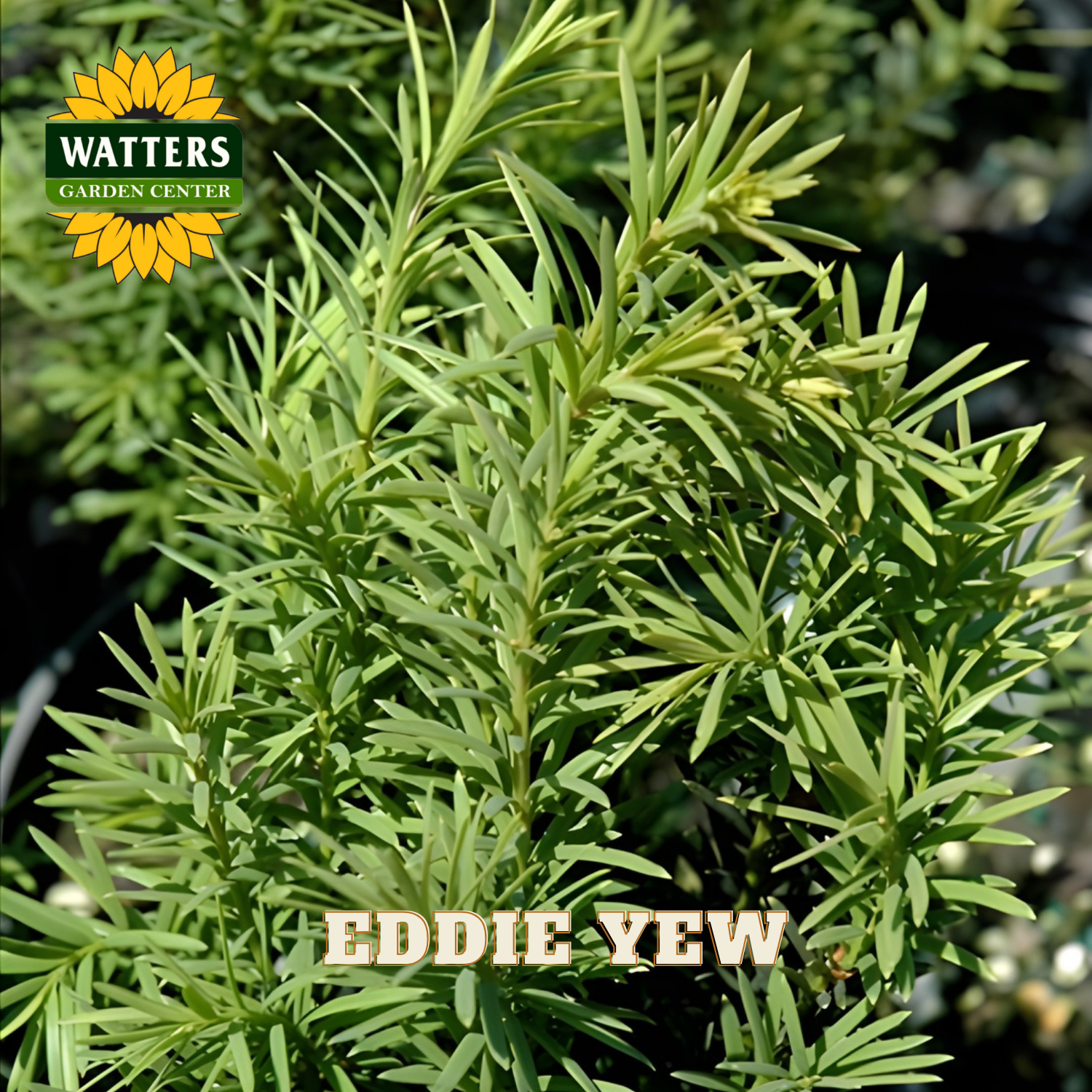 Close-up of green foliage with Watters Garden Center logo and 'Eddie Yew' text.