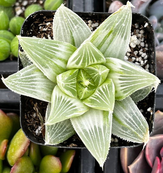 White Ghost Haworthia Retusa