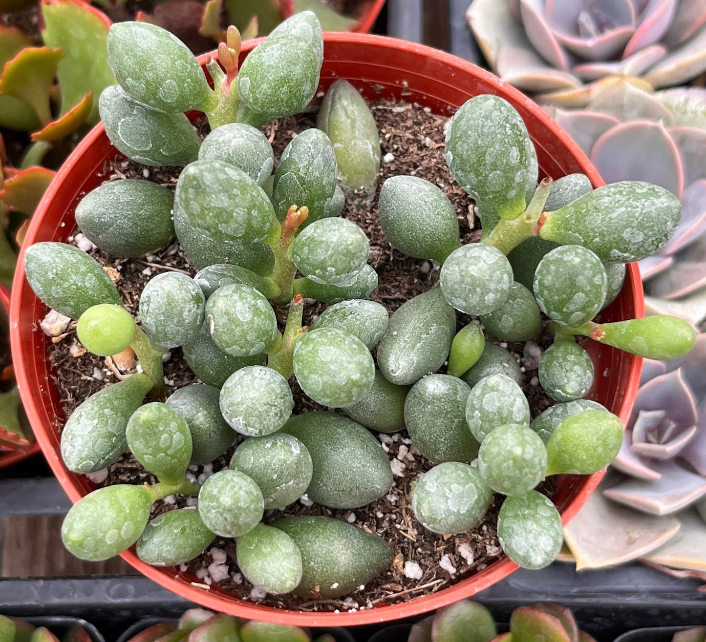 Adromischus Oviforme