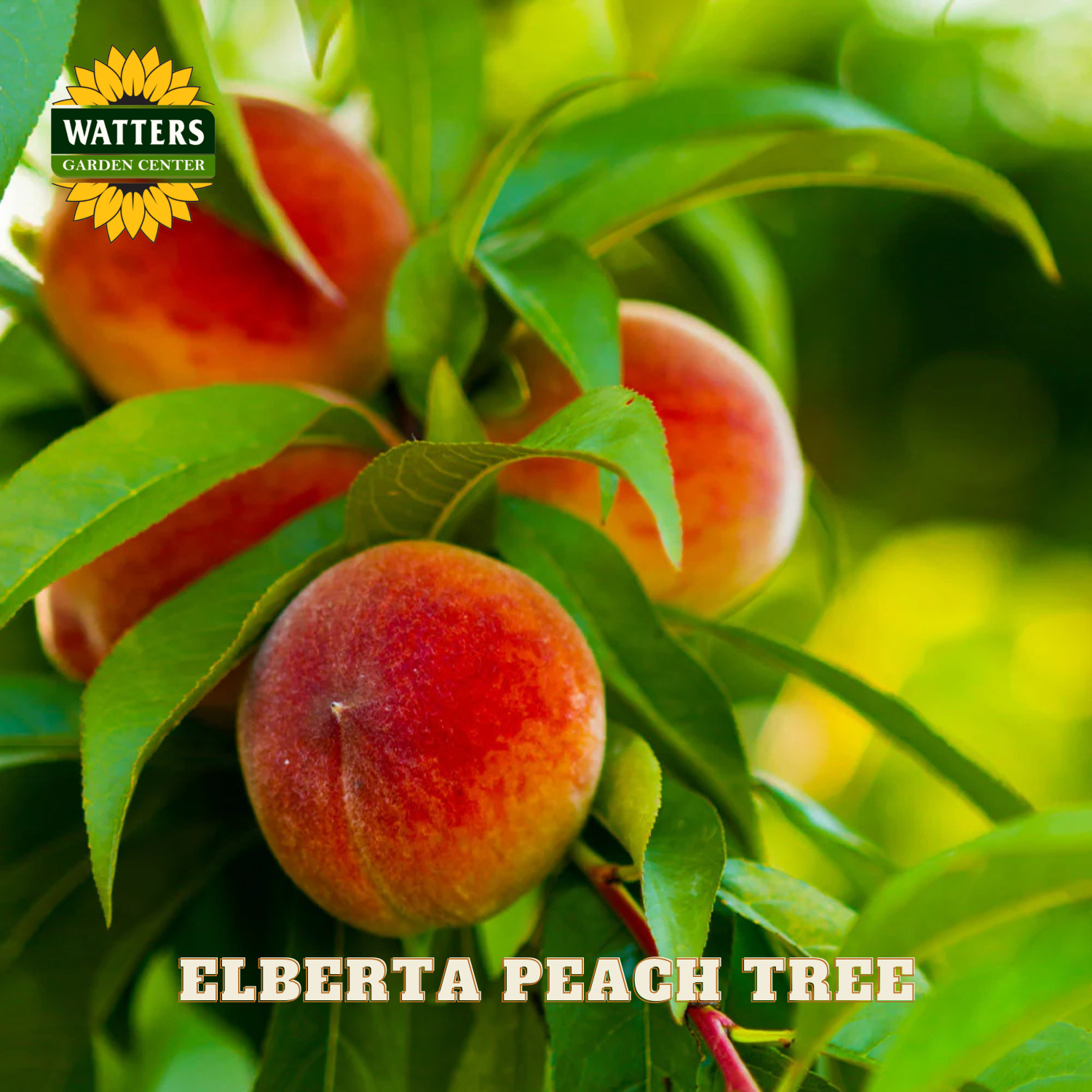Elberta peaches on a tree branch with Watters Garden Center logo.
