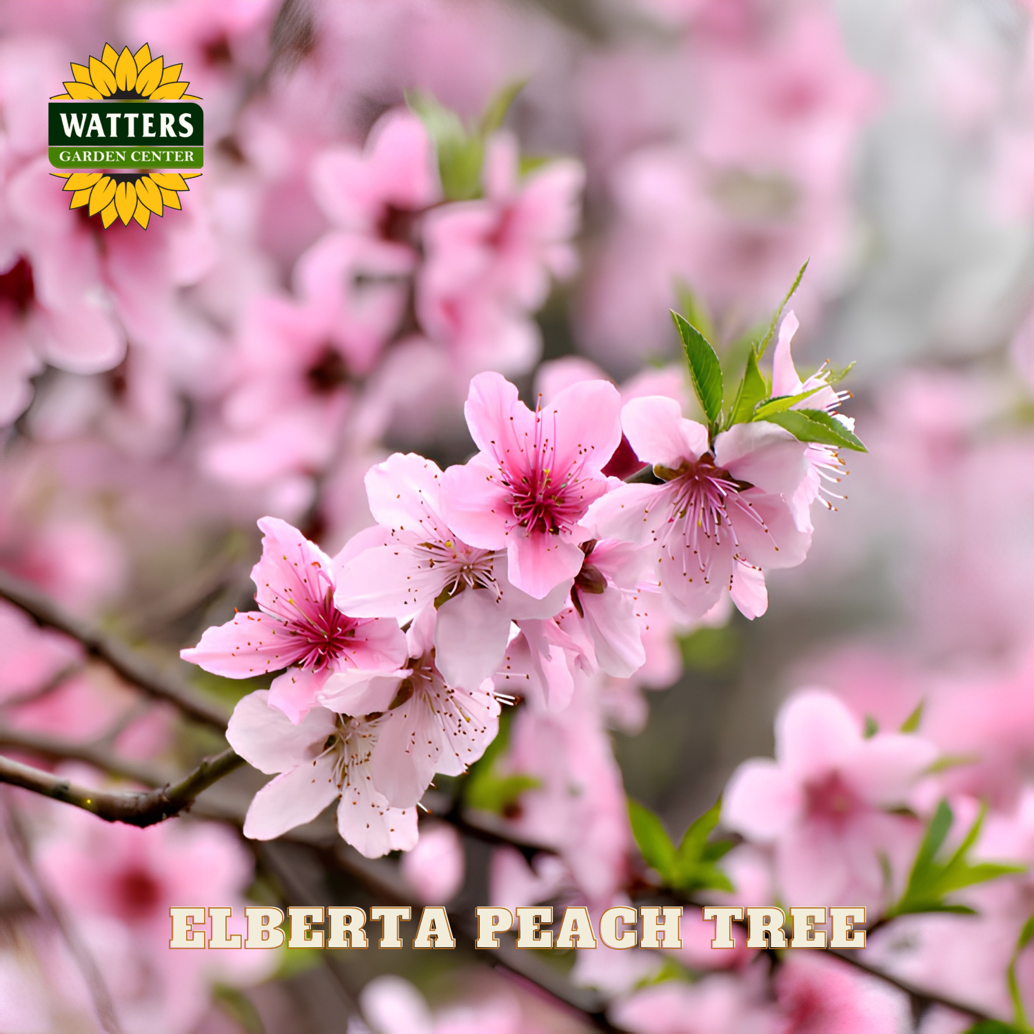 Pink peach blossoms on a branch with Watters Garden Center logo and 'Elberta Peach Tree' text.
