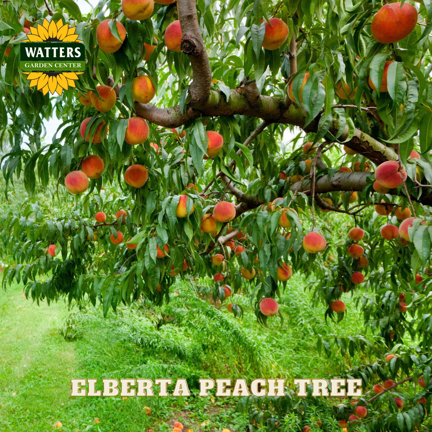 Elberta peach tree with ripe peaches and Watters Garden Center logo.