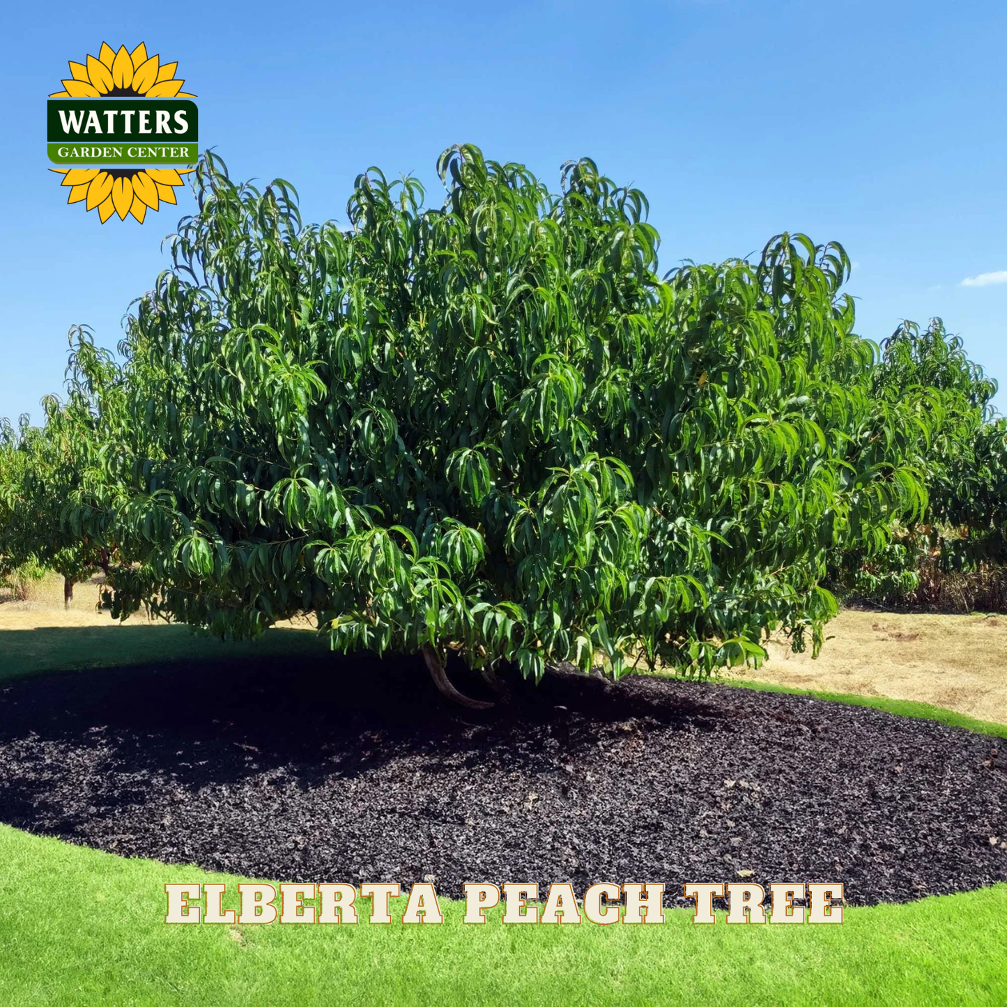 Elberta peach tree with Watters Garden Center branding against a clear blue sky.