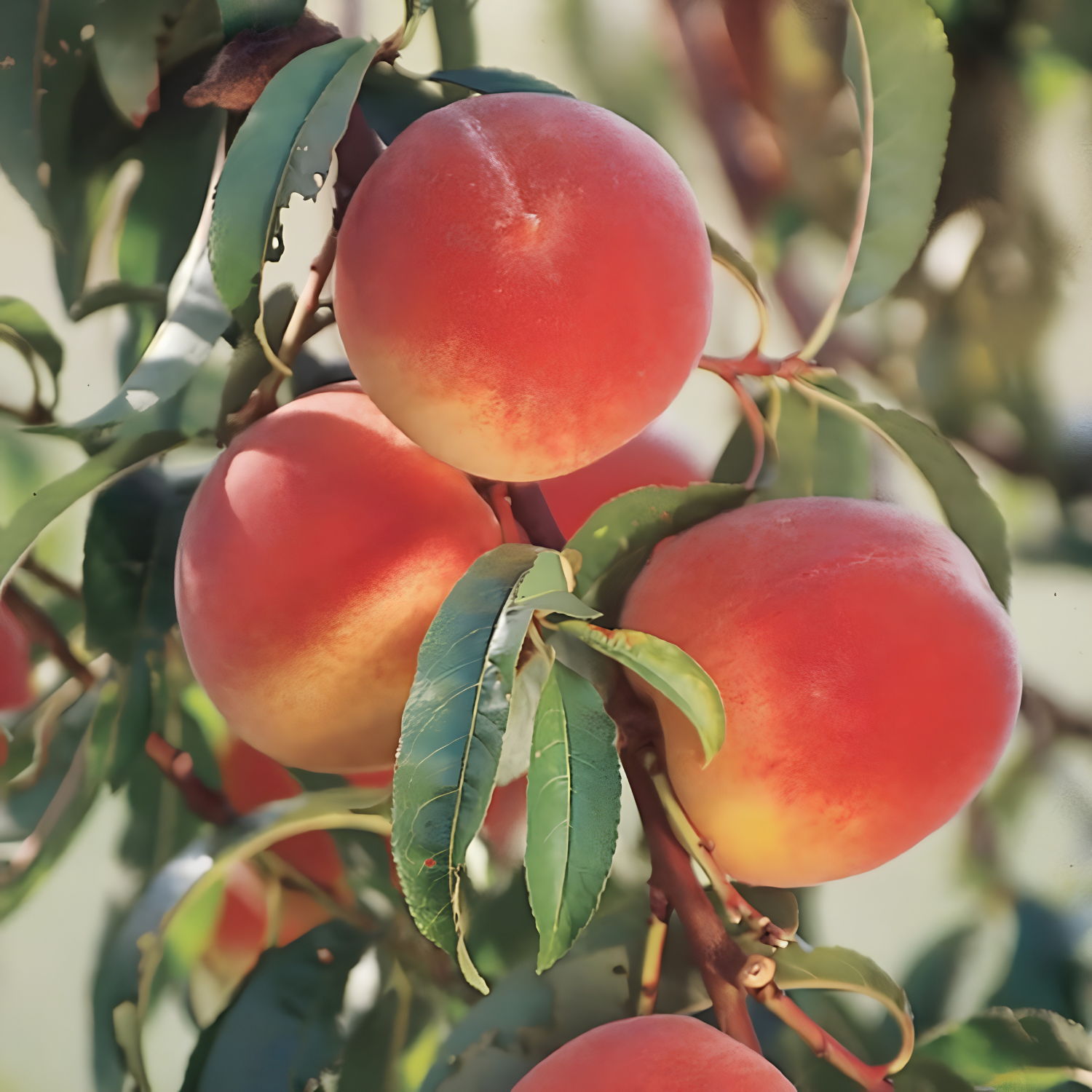Ripe peaches on a tree branch with green leaves.